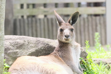 カンガルー © kosumi