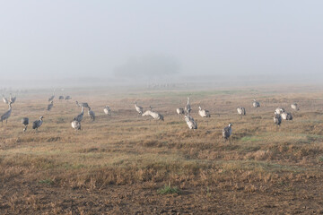 Fototapeta premium Birds in nature in Israel