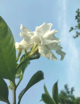White Tagar Flower with Blue Sky Background