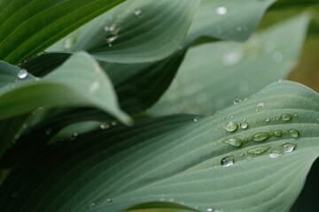 Obraz premium Water droplets on a green leaf after rain. Lotus effect, innovation, business, relaxation, productivity, success – wallpaper.