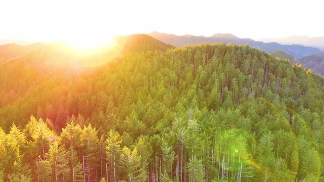 Aerial Shot of Evergreen Wilderness in Tillamook Oregon