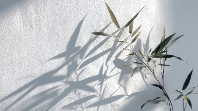 bamboo branch casting soft shadows on a white textured wall