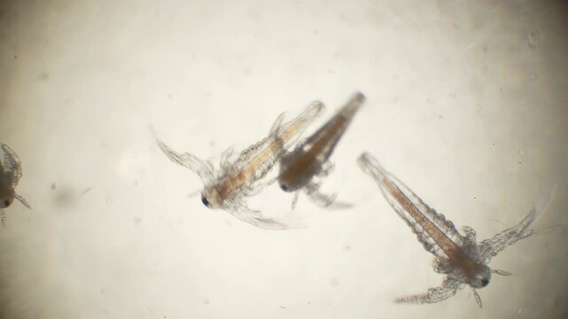 Artemia salina (naupilus larvae) under the microscope in laboratory.