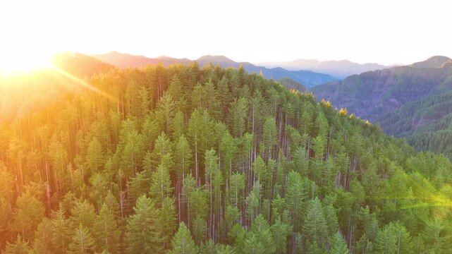 Golden Sunlight Across Tillamook State Forest Oregon