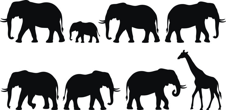 Elephant and Giraffe Silhouette Set with African Wildlife Animals Isolated on Gray Background Vector Illustration