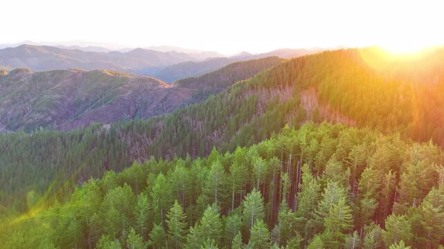 Oregon Coast Range Forest at Sunset Drone Footage