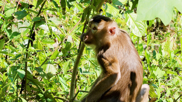 Juvenile Macaque Monkey Sitting in Dense Green Jungle Foliage in Thailand