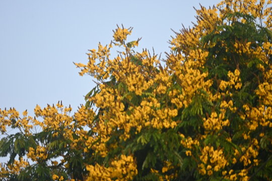 Vibrant yellow poinciana flowers blooming on a treetop against a clear sky
