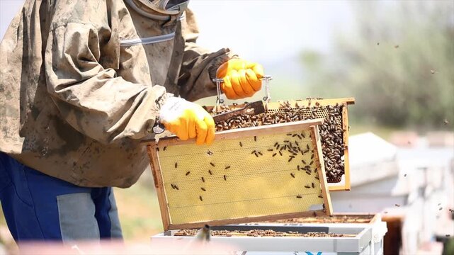 Honey bees start working with the arrival of spring.