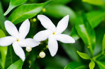 Obraz premium Crape Jasmine ,apocynaceae or Tabernaemontana divaricata or white flower