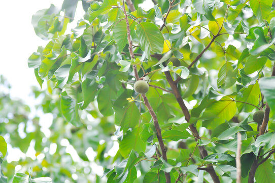 santol tree and santol fruit or Sandoricum koetjape , MELIACEAE or Santol or Sentul or Red Sentol or Yellow Sentol