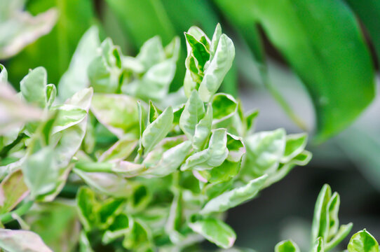 Euphorbia tithymaloides L, Euphorbia tithymaloides smallii or euphorbiaceae or Jew bush or Pedilanthus tithymaloides or Slipper Flower or Zigzag Plant or white and green leaf