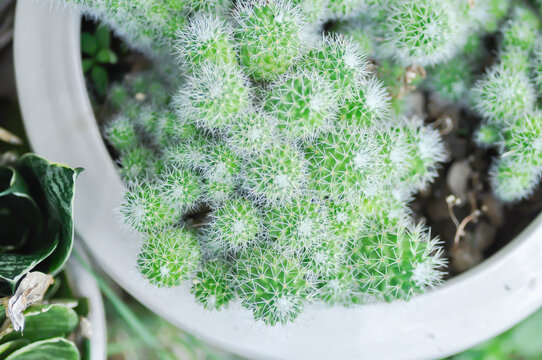 Mammillaria Spinosissima cv Un Pico f Montrose, Mammillaria Spinosissima or Mammillaria or cactus or succulent