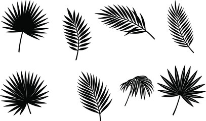 Tropical palm leaves black silhouettes set featuring exotic fern branch jungle fronds and fan leaf shapes isolated on white background © MdMonowar