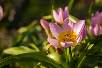 Fototapeta premium Pink tulips. Beautiful bouquet of tulips growing in garden. Macro colorful spring outdoor background. 