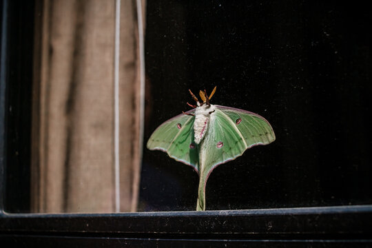 Luna Moth Hanging On Window