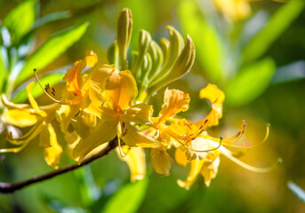Obraz premium yellow rhododendron blooms in the Botanical garden 