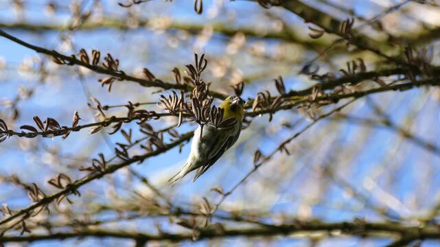 Eurasian Siskin (Spinus spinus) sitting on a tree branch and eating in Zurich, Switzerland