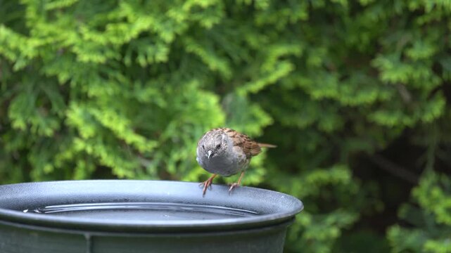 dunnock drinking