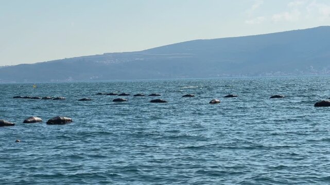 Row of black mussel aquaculture farm buoy floating on calm blue sea bay water with distant green mountain coastline backdrop, marine farming scene