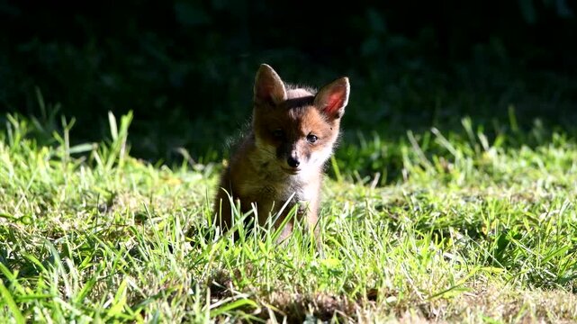 A young fox cub sits in the evening summer sun. British wildlife. British wildlife. 
