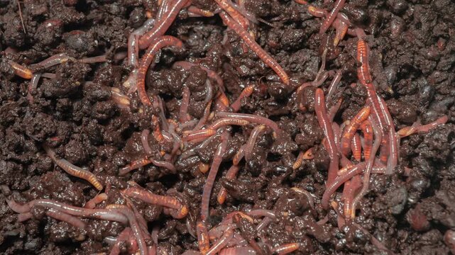 Many earthworms crawling and hiding in soil.