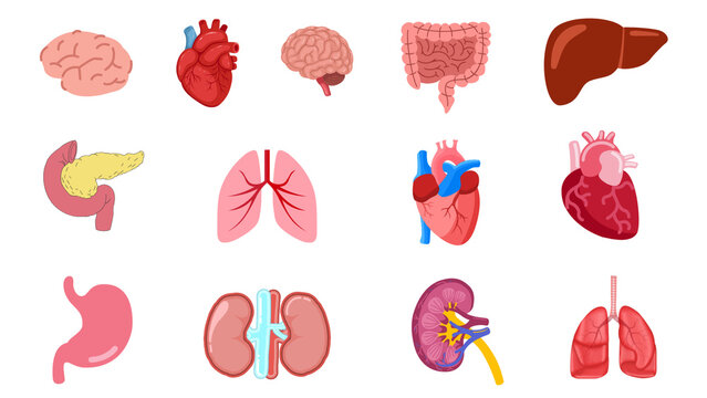 Ilustrasi organ tubuh manusia dengan gaya modern dan edukatif yang menampilkan berbagai bagian penting seperti otak, jantung, paru-paru, ginjal, hati, lambung, dan usus.