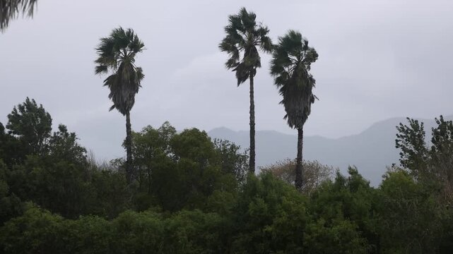 gale force winds swaying palm trees, Stanford, South Africa