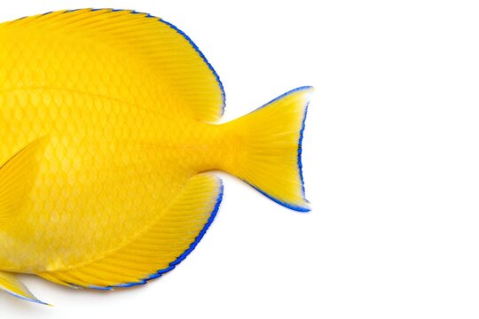 Closeup of a yellow fish with blue edges