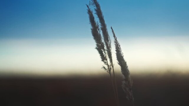 An ear of grass on the background of a sunset sky gradient