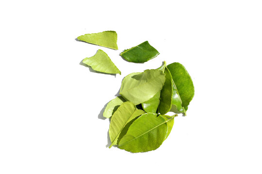 Fresh green kaffir lime leaves
