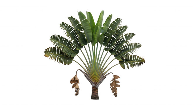 A fan-shaped traveler's palm tree with large green leaves and brown dried foliage at the base, isolated against a solid black background