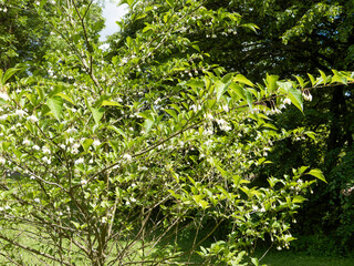 Fototapeta premium Styrax japonicus 'Snowfall' ou Styrax japonais, arbuste aux branches étalées couvertes de petites fleurs campanulées en grappes avec des feuilles elliptique, vert moyen, lustrées, et pointues