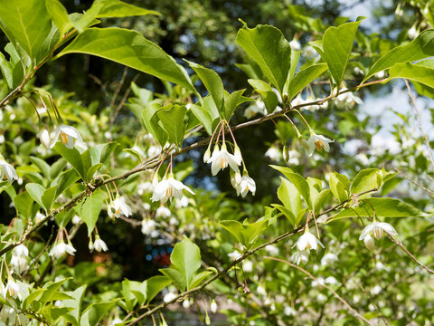 tyrax japonicus - Styrax du Japon, arbuste aux branches horizontales orn&eacute;es de jolies fleurs campanul&eacute;es blanc, coeur dor&eacute; &agrave; &eacute;tamines jaunes, feuilles oblongues, pointues, vertes, finement dent&eacute;es