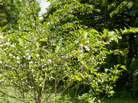 Styrax japonicus 'Snowfall' ou Styrax japonais, arbuste aux branches &eacute;tal&eacute;es couvertes de petites fleurs campanul&eacute;es en grappes avec des feuilles elliptique, vert moyen, lustr&eacute;es, et pointues