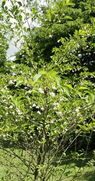 Styrax japonicus 'Snowfall' - Styrax Japonais ou aliboufier, arbuste aux rameaux denses et irr&eacute;guliers couverts de petites fleurs blanches avec un feuillage vert lustr&eacute;, elliptique et pointu