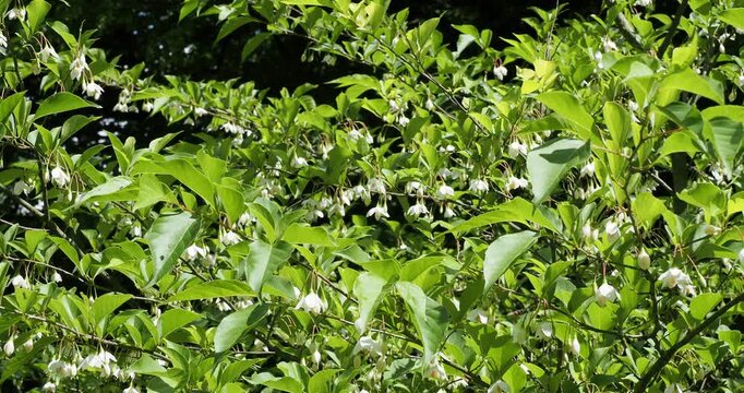 Styrax du Japon (Styrax japonicus 'Snowfall'), arbuste d'ornement aux  branches &eacute;tal&eacute;es orn&eacute;es de grappes pendantes depetites  fleurs blanches et dor&eacute;es port&eacute;es par de longs p&eacute;dicelles 
