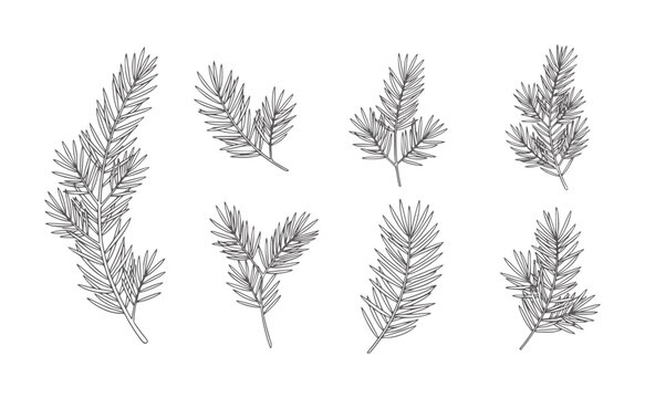 Collection of hand drawn pine needle sprigs and branches needles evergreen