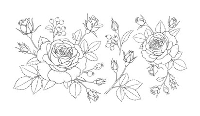 Delicate line floral arrangements featuring roses and berries flower berry leaf © Rakibul V