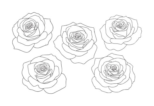 Five outline of roses arranged in a scattered pattern a white flower floral