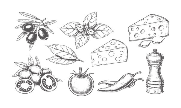 Hand drawn ingredients for Italian cuisine including olives cheese tomato basil and peppers