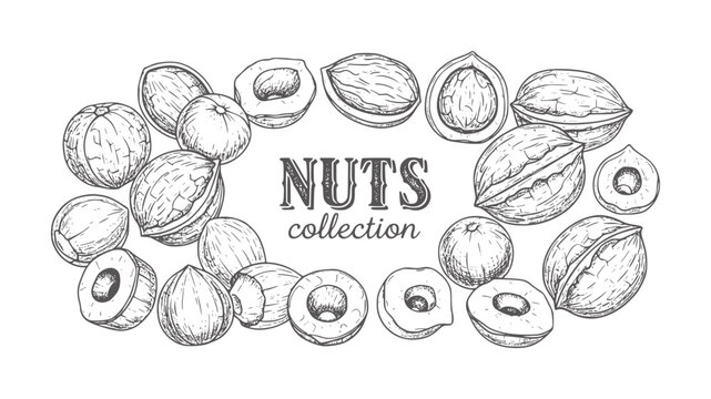 Hand Drawn Nuts Collection White food