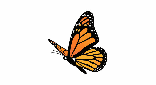 A colorful monarch butterfly with orange, black, and white patterned wings