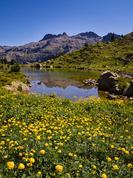 Ib&oacute;n de las Ranas en Ordicuso con pradera de flores amarillas calderones y picos pirenaicos al fondo, Panticosa, Huesca, Espa&ntilde;a