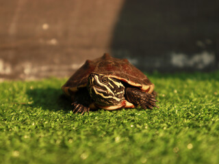 Obraz premium Turtle on green grass with natural sunlight