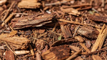 Fototapeta premium Recycled Wood Chips Mulch for Sustainable Soil Enrichment
