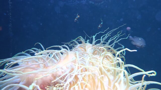 Sea anemone tentacles swaying with small fish swimming nearby in aquarium