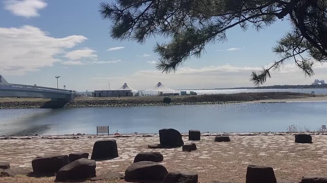 Peaceful Waterside View with Pine Trees at Kasai Rinkai Park