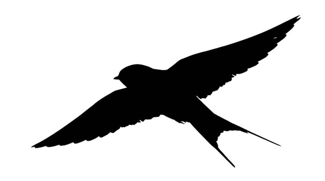 Black swift bird flying isolated on transparent background, Vector