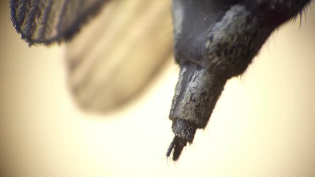 Macro view mosquito proboscis tip and wing texture, high magnification imaging captures sensory scales and piercing apparatus, researcher imaging specimen under microscope, crisp edges and warm